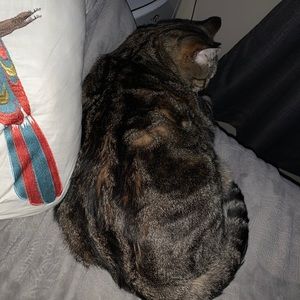 Meet your Posher, Maggie